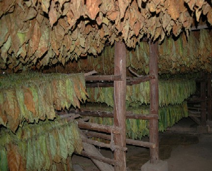 Tobacco drying in Pinar del Rio